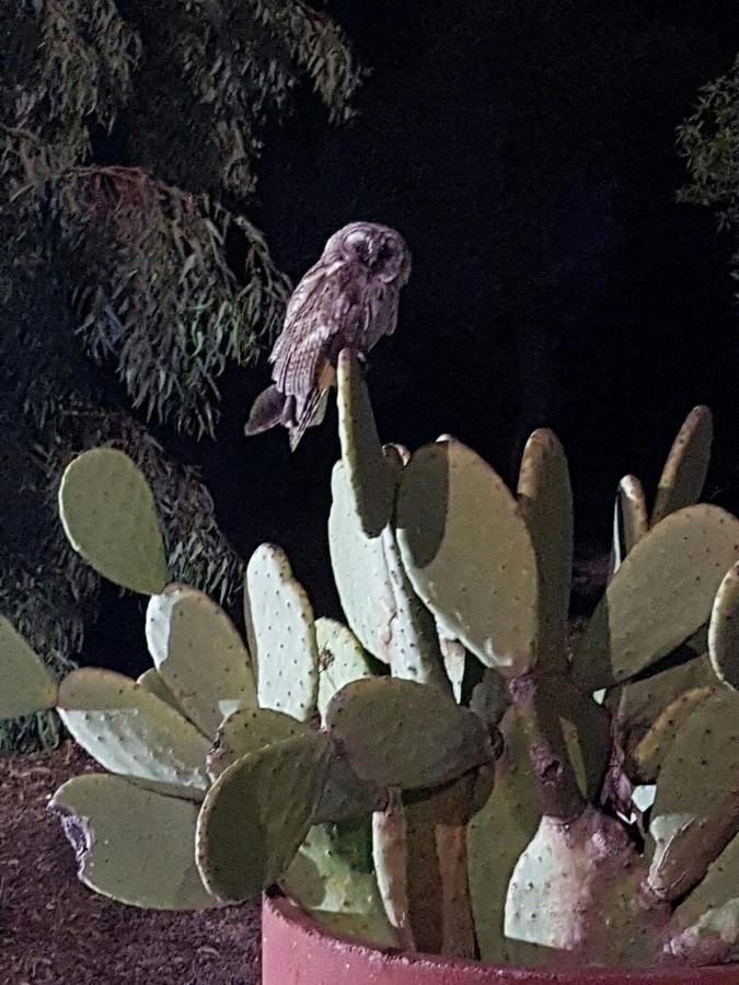 Agriturismo Occhineri بورتو سيساريو المظهر الخارجي الصورة